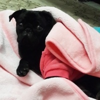 Pug, Köpek  maça fotoğrafı