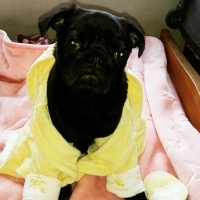 Pug, Köpek  maça fotoğrafı