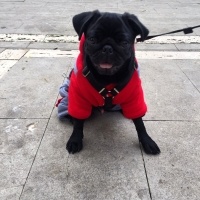 Pug, Köpek  maça fotoğrafı