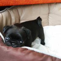 Pug, Köpek  maça fotoğrafı