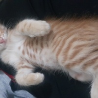 Sarman, Kedi  Tarçın fotoğrafı