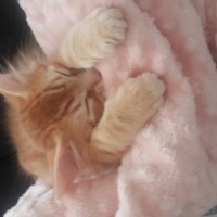 Sarman, Kedi  Tarçın fotoğrafı
