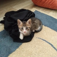 Tekir Kedi, Kedi  Kömür fotoğrafı