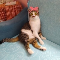 Tekir Kedi, Kedi  Miskin fotoğrafı