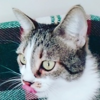 Tekir Kedi, Kedi  Miskin fotoğrafı