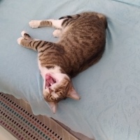 Tekir Kedi, Kedi  Paşam fotoğrafı