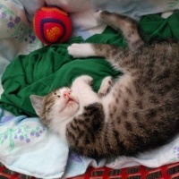 Tekir Kedi, Kedi  Kekik fotoğrafı