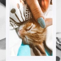 Sarman, Kedi  Sarı kafa ve esmer şeker fotoğrafı