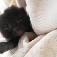 Sarman, Kedi  Sarı kafa ve esmer şeker fotoğrafı