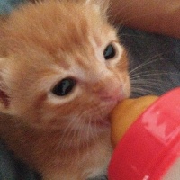 Sarman, Kedi  Sarı kafa ve esmer şeker fotoğrafı