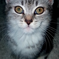 Scottish Fold, Kedi  HERA fotoğrafı