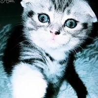Scottish Fold, Kedi  HERA fotoğrafı
