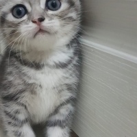 Scottish Fold, Kedi  HERA fotoğrafı