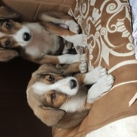 Beagle, Köpek  Yavru beagle kırmaları fotoğrafı