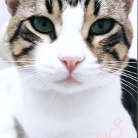 Tekir Kedi, Kedi  ARES fotoğrafı