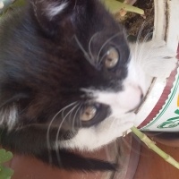 Tekir Kedi, Kedi  gece fotoğrafı