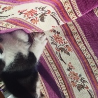 Tekir Kedi, Kedi  gece fotoğrafı