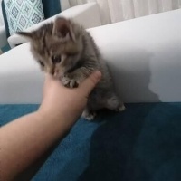 Tekir Kedi, Kedi  Pamuk fotoğrafı
