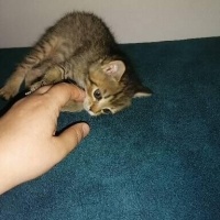 Tekir Kedi, Kedi  Pamuk fotoğrafı