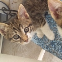 Tekir Kedi, Kedi  çimçik fotoğrafı