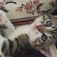 Tekir Kedi, Kedi  candy fotoğrafı
