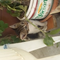 Tekir Kedi, Kedi  candy fotoğrafı