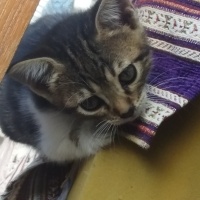 Tekir Kedi, Kedi  candy fotoğrafı