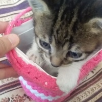 Tekir Kedi, Kedi  candy fotoğrafı