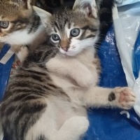 Tekir Kedi, Kedi  candy fotoğrafı
