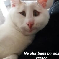 Tekir Kedi, Kedi  Miyav fotoğrafı