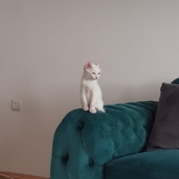 Ankara Kedisi, Kedi  Balım fotoğrafı