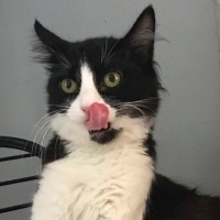 Tekir Kedi, Kedi  prenses fotoğrafı