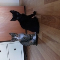 Tekir Kedi, Kedi  Bandırma 2 aylık aşısı tam tekir kedi fotoğrafı