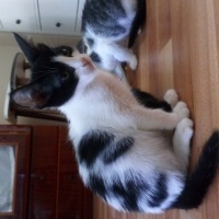 Tekir Kedi, Kedi  Bandırma 2 aylık aşısı tam tekir kedi fotoğrafı