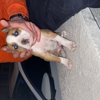 Amerikan Pitbull Terrier, Köpek  Medusa fotoğrafı