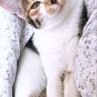 Tekir Kedi, Kedi  Mia fotoğrafı