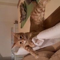 Sarman, Kedi  Şans fotoğrafı
