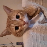 Sarman, Kedi  Şans fotoğrafı