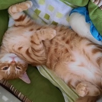 Sarman, Kedi  Şans fotoğrafı