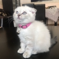 Scottish Fold, Kedi  Adı yok 2 aylık alana hayırlı olsun fotoğrafı