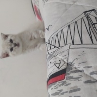 Scottish Fold, Kedi  Adı yok 2 aylık alana hayırlı olsun fotoğrafı