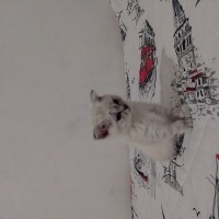 Scottish Fold, Kedi  Adı yok 2 aylık alana hayırlı olsun fotoğrafı