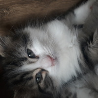 Tekir Kedi, Kedi  Prenses fotoğrafı