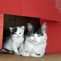 Tekir Kedi, Kedi  Prenses fotoğrafı