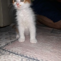 Tekir Kedi, Kedi  Prenses fotoğrafı