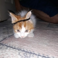 Tekir Kedi, Kedi  Prenses fotoğrafı