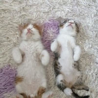 Tekir Kedi, Kedi  Prenses fotoğrafı