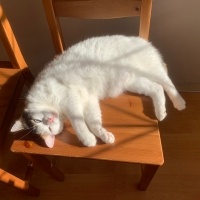 Ankara Kedisi, Kedi  Mia fotoğrafı