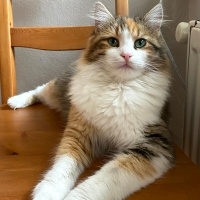 Ankara Kedisi, Kedi  Mia fotoğrafı