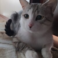 Ragamuffin, Kedi  Minik fotoğrafı